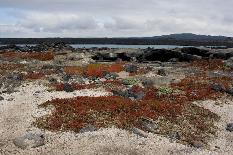 Scrub On Lava Field